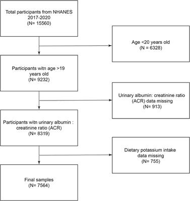 The potassium puzzle: exploring the intriguing connection to albuminuria